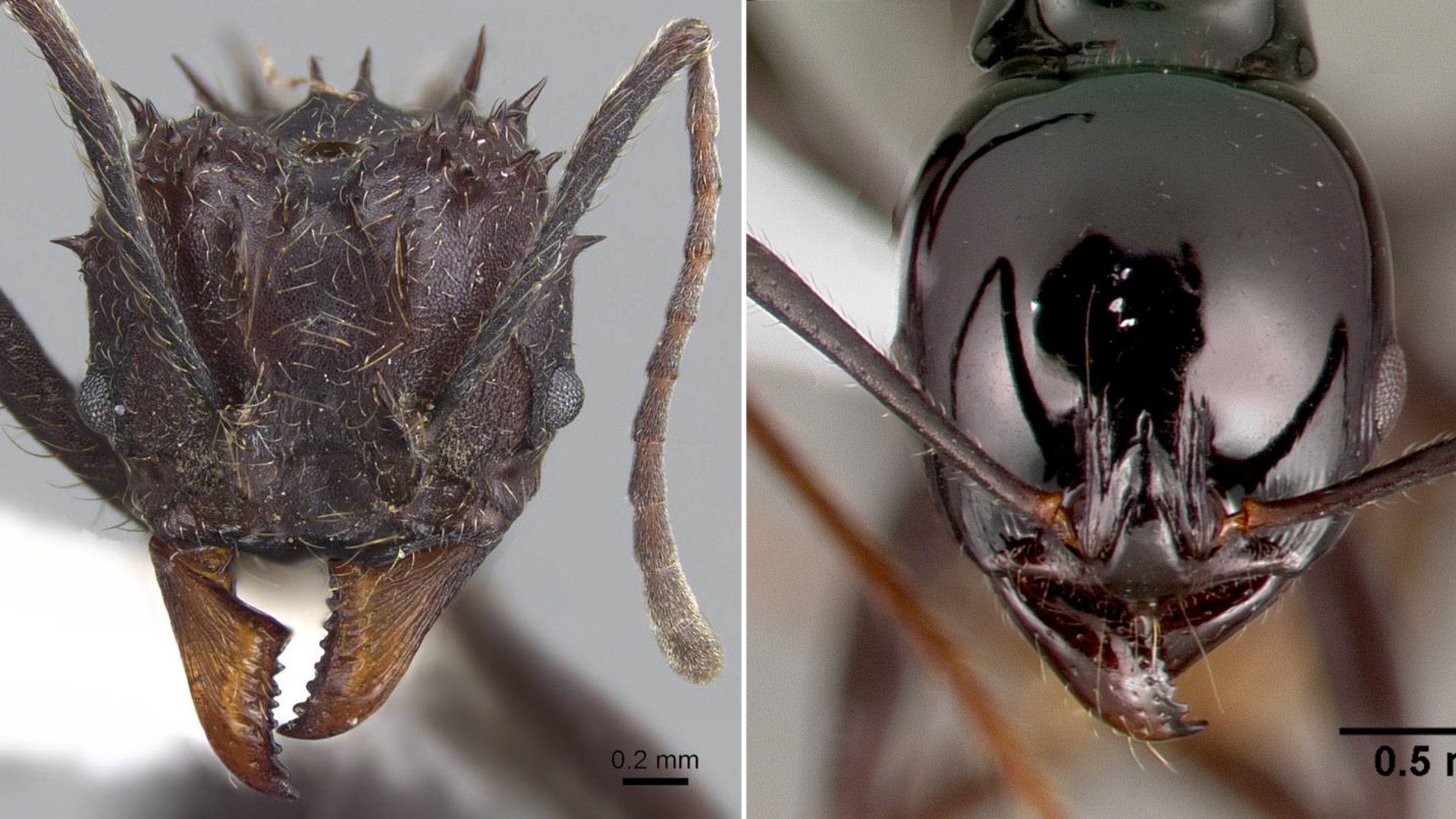 close-up ant heads