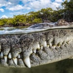 A close up of a curious croc wins this year's Mangrove Photographer of the Year Award